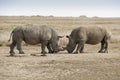 Male white rhinos facing off to show dominance, Kenya Royalty Free Stock Photo