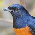 Male White-rumped Shama