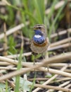Male white starry Bluethroat singing on a branch cane.