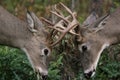 Male white tail deer Royalty Free Stock Photo