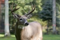 Male White Tailed Deer Royalty Free Stock Photo