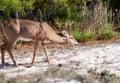 A male White-tailed Deer at Assateague Island, Maryland Royalty Free Stock Photo