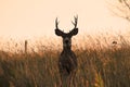 Male White Tailed Deer Royalty Free Stock Photo