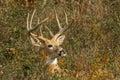 Male White Tailed Deer Royalty Free Stock Photo