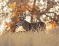 Male White tailed deer Royalty Free Stock Photo