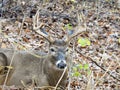 Male white tailed deer Royalty Free Stock Photo
