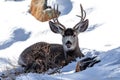 Male white-tailed deer resting on the snow licking its nose. Royalty Free Stock Photo