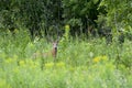 Male White-tailed deer with velvet antlers in the woods Royalty Free Stock Photo