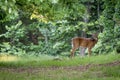 Male White Tailed Deer in the woods. Royalty Free Stock Photo