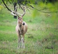 Male White-Tailed Deer in the woods Royalty Free Stock Photo