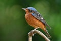 White-throated rock thrush Monticola gularis calmly perching on thin wooden stick over bokeh green background in nature