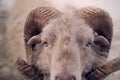 A male white ushant dwarf sheep in winter looks intensely into the camera Royalty Free Stock Photo