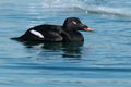 White-winged Scoter - Melanitta deglandi