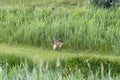 Male whitetail axis deer or chital buck resting  in a grassland Royalty Free Stock Photo