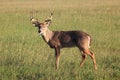 Male Whitetail Deer Royalty Free Stock Photo