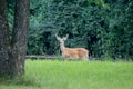 Male whitetail deer late summer velvet Royalty Free Stock Photo