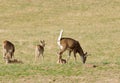 Whitetail buck in Washington state Royalty Free Stock Photo