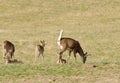 Whitetail buck in Washington state