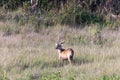 Male Whitetail Deer in the Okavango Delta - Moremi National Park in Botswana Royalty Free Stock Photo