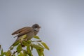 Male whitethroat bird, Sylvia communis Royalty Free Stock Photo