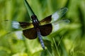 Male Widow Skimmer on a Blade of Grass