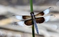 Male Widow Skimmer Dragon Fly Royalty Free Stock Photo