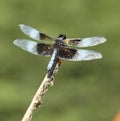 Male Widow Skimmer Dragonfly Royalty Free Stock Photo