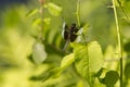 Male Widow Skimmer Dragonfly Hanging Amongst Leaves