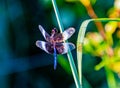 Male Widow Skimmer dragonfly hanging on a blade of grass Royalty Free Stock Photo