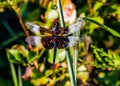 Male Widow Skimmer dragonfly hanging on a blade of grass Royalty Free Stock Photo