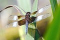 A male Widow Skimmer dragonfly takes a rest on a reed leaf Royalty Free Stock Photo
