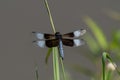 A male Widow Skimmer dragonfly perched on a stem by a pond