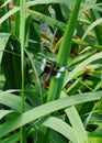 A male Widow Skimmer dragonfly rests on a reed leaf in a pond