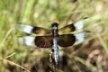 Male Widow Skimmer Dragonfly Top View Closeup Royalty Free Stock Photo