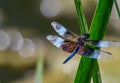 Male Widow Skimmer resting on green plant Royalty Free Stock Photo