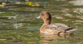 Male Wigeon with reflections