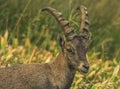 Male wild alpine, capra ibex, or steinbock