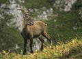 Male wild alpine, capra ibex, or steinbock Royalty Free Stock Photo