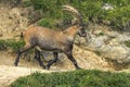 Male wild alpine, capra ibex, or steinbock
