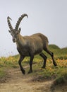 Male wild alpine, capra ibex, or steinbock Royalty Free Stock Photo