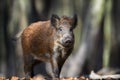 Male Wild boar in autumn forest Royalty Free Stock Photo