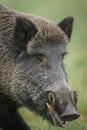 Male wild boar close up