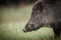 Male wild boar