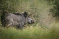 Male wild boar