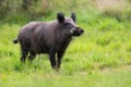 Male wild boar sniffing with snout up on glade with green grass in summer nature