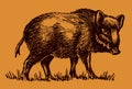 Male wild boar sus scrofa in side view on an orange-brown background