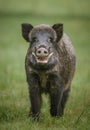 Male wild boar, up close