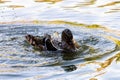 Male wild duck or Anas platyrhynchos Royalty Free Stock Photo