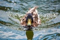 Male wild duck or Anas platyrhynchos floats in water. Front view Royalty Free Stock Photo