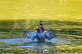 Male wild duck or Anas platyrhynchos